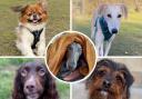 Five dogs all looking for their loving homes. Picture: RSPCA Sussex, Brighton & East Grinstead