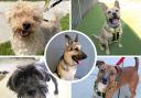 These five dogs are all looking for loving homes. Pictures: Dogs Trust