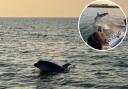 Dolphin sightings in Sussex are on the rise