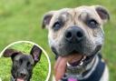 Jack and Rupert are looking for new forever homes - could you adopt one of them? Pictures: Brighton Animal Centre
