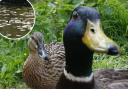 Woods Mill in Henfield is urging people not to feed the ducks. Inset, the main pond in the nature reserve