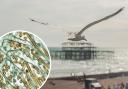 Three seagulls in Brighton and Hove were found to be infected with bird flu, according to the Animal and Plant Health Agency