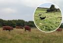 Brighton and Hove City Council rejected plans to keep cattle fenced off
