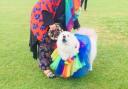 Dogs will receive awards for fancy dress, waggiest tail and best rescue at the show