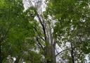 A dozen elm trees in Patcham will be removed next week after becoming infected with elm disease