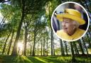 Thousands of trees will be planted in the South Downs to commemorate the Queen. Credit: Sam Moore and SDNPA