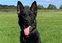 PD Cody, a German shepherd, sniffed out a 