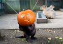 A beaver gets into the Halloween spirit at Drusillas Park.