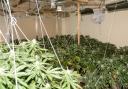 Police found cannabis in the property