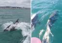 Dolphins were captured on camera off the coast of Brighton on Monday
