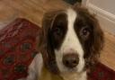 Have you seen him? Owner praises 'stunning' community response to find missing dog