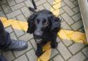 PD Rhodi helped to take 600 grams of cocaine off the streets