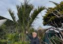 Geoff with the trimmed jelly palm
