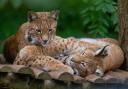The two Eurasian lynx have arrived at the zoo in time for half term
