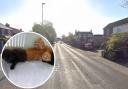 Kittens have been thrown out of a moving vehicle on the A259