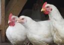 The RSPCA has urged shoppers to demand better welfare standards for chickens from their supermarkets