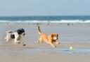 Rules on dogs on beaches and in parks are being reviewed