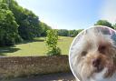 Mabel the Cavapoo puppy suffered an eye injury from a grass seed in Easthill park, Portslade
