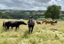 Horses have found a new home in Wales
