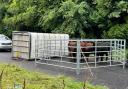 Cows are currently in the middle of the A24
