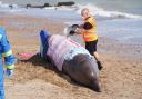A whale has washed up on East beach near Littlehampton