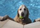 More than 100 golden retriever's enjoyed a cool off at Saltdean Lido on Saturday