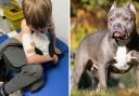 A child was attacked by an American XL Bully in Burgess Hill