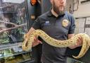 Snakes found in West Ashling, West Sussex