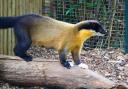 The zoo has welcomed Niko and Sasha the yellow-throated martens