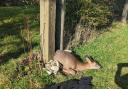 A deer was rescued from a garden in East Grinstead using a car jack