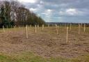 Newly planted trees in Lancing have been damaged