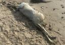 The creature was on Littlehampton beach yesterday