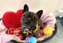 Belle is looking for a forever home in time for Valentine's Day