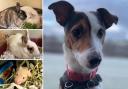 Could you give any of these Brighton RSPCA pets a home?
