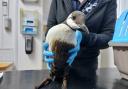 Guillemot have been found on Seaford beach covered in oil