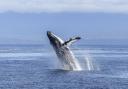 'Singing whales now face so many threats'