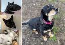 Could you give any of these Sussex pets a home?