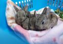 The bunnies were found at a building site