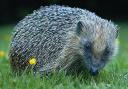 Hedgehog awareness week is next month