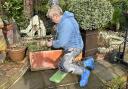 Tidying overwintered containers