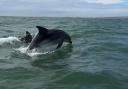 The dolphins were spotted on Monday
