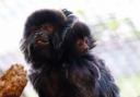 Drusillas Zoo has welcomed the arrival of baby Goeldi's monkey