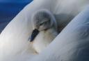 Beautiful pictures show cygnets in all their fluffy glory