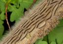 Oak processionary moth caterpillars (Alamy/PA)