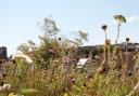 A rooftop wildflower meadow