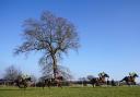 Amateur riders were given seven-days bans following confusion at Plumpton