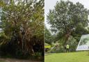 The yew in Crowhurst, left, and right, one of the two elms in Preston Park before the felling