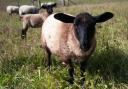 A sheep was killed after a 'vicious attack' in Horsham