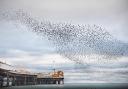 Murmurations over the Palace Pier