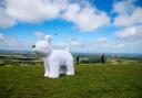 Roodle the Snowdog taking in the views at Devil's Dyke Picture: Liz Finlayson/Vervate